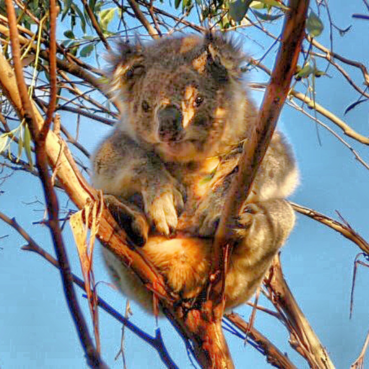 koala